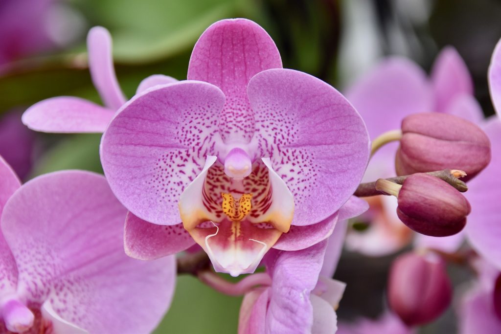 Como cuidar de orquídeas – Orquídeas Raras
