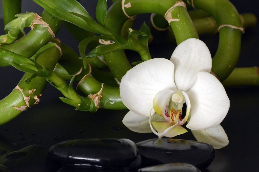 Orquideas bambu5 1024x683 - Como cuidar de orquídeas