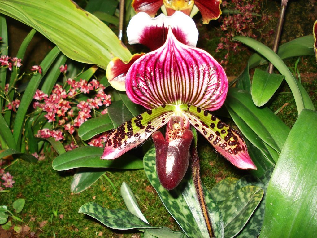 orchid 1914468 1920 1024x768 - TIPOS DE ORQUÍDEAS