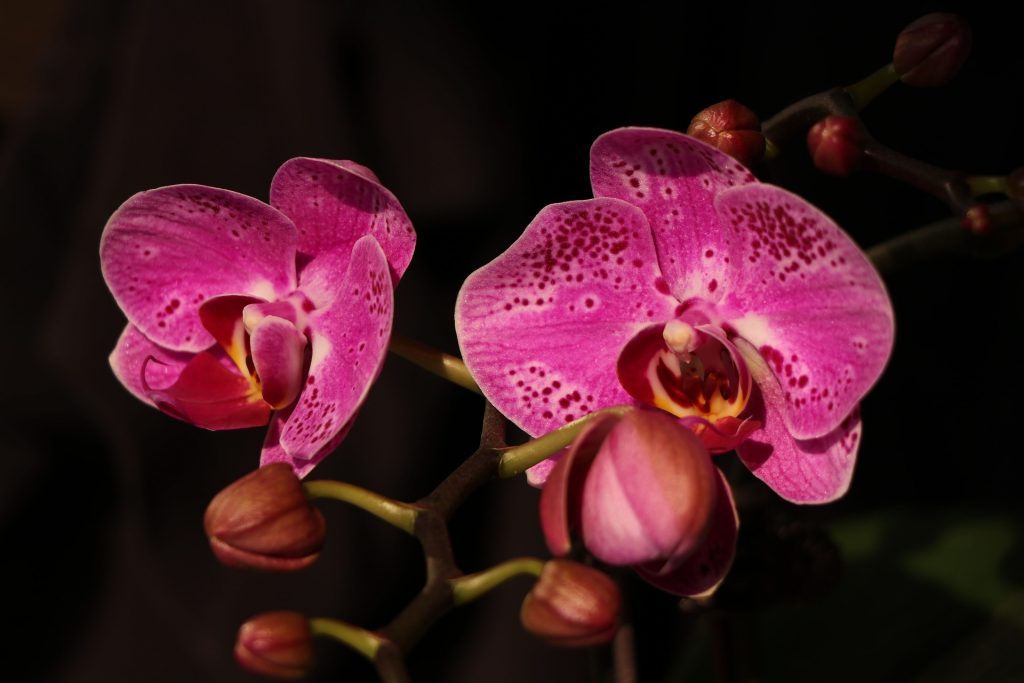 orquidea borboleta 1 1024x683 - COMO PLANTAR ORQUÍDEAS