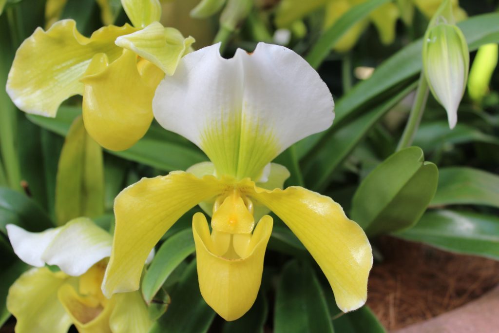 COMO PLANTAR ORQUÍDEAS – Orquídeas Raras