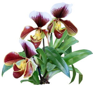 Arquivos Orquídeas Raras –