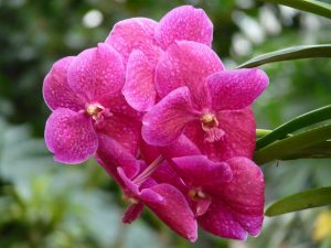 red vanda orchid 53076 1920 300x225 - TIPOS DE ORQUÍDEAS