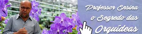 Orquídea dourada de Kinabalu: Tudo sobre essa orquidea rara – Orquídeas  Raras