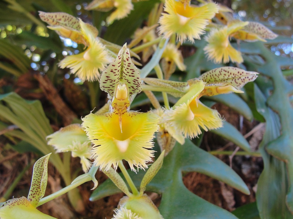 ESPECIES DE ORQUIDEAS – Orquídeas Raras
