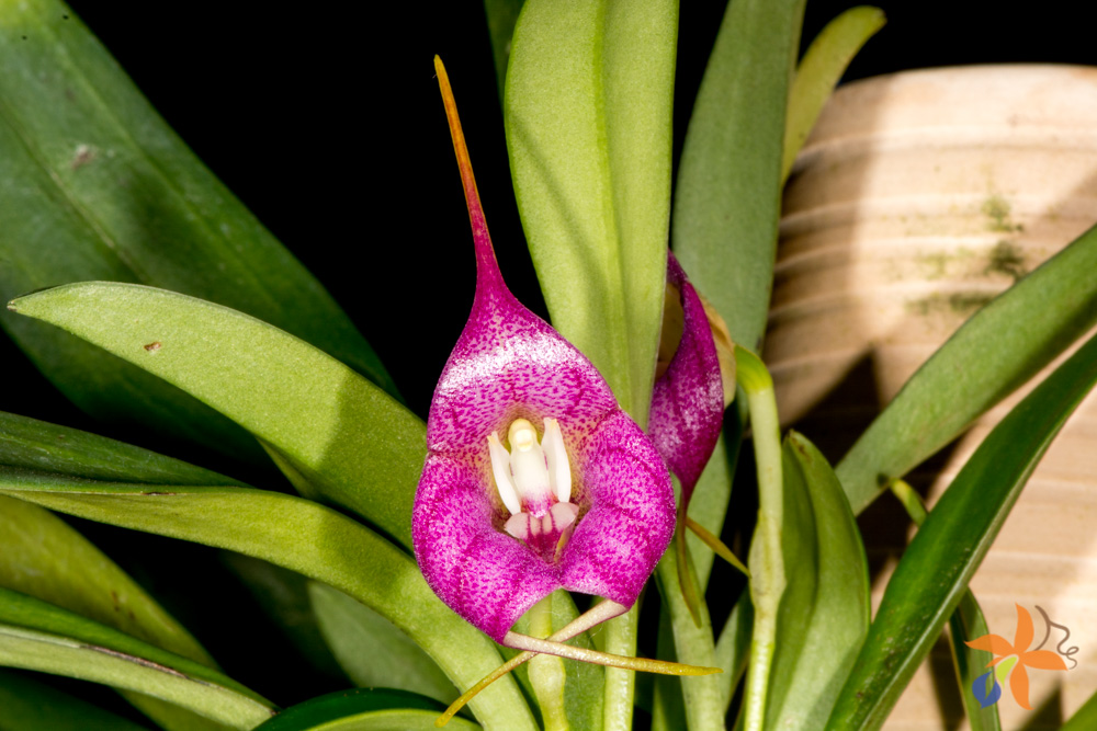 orquideas.eco .br Masdevallia Paguena 3 - ESPECIES DE ORQUIDEAS