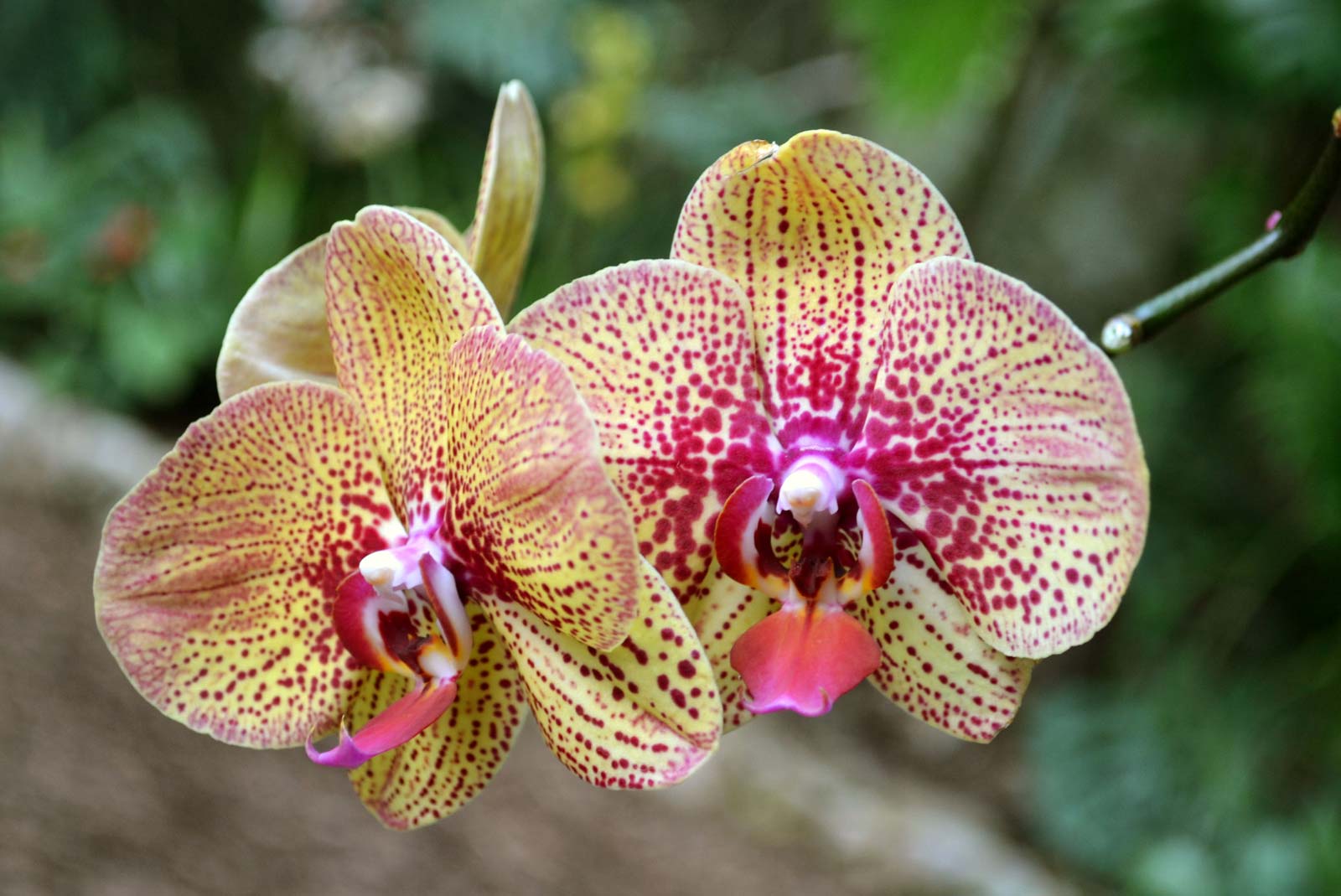 moth orchid orchids parts Australia Asia plants - ESPECIES DE ORQUIDEAS